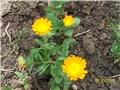 neven- lat. lat. Calendula officinalis 